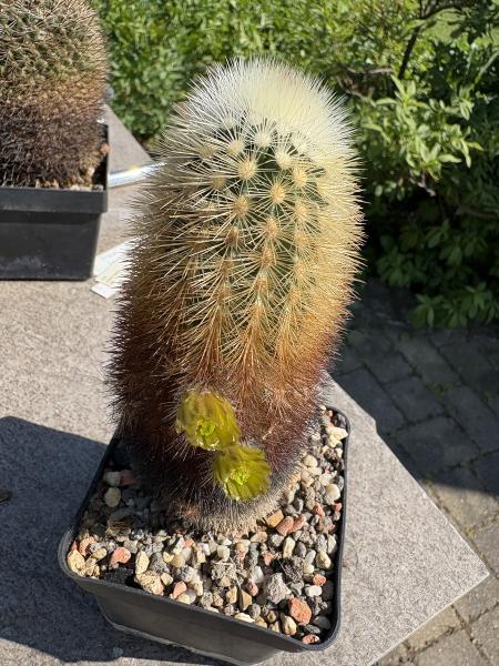 Echinocereus russanthus weedinii